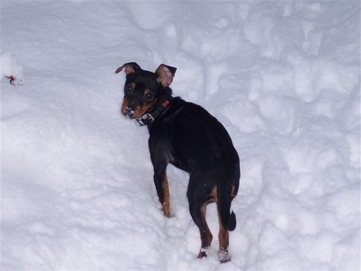 Blanding af racer Maggie billede 9