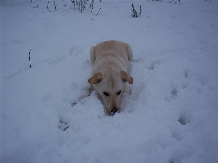 Blanding af racer Tea - ELSKER sne :) billede 8