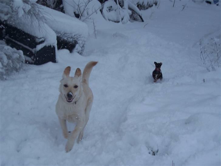 Blanding af racer Tea billede 9