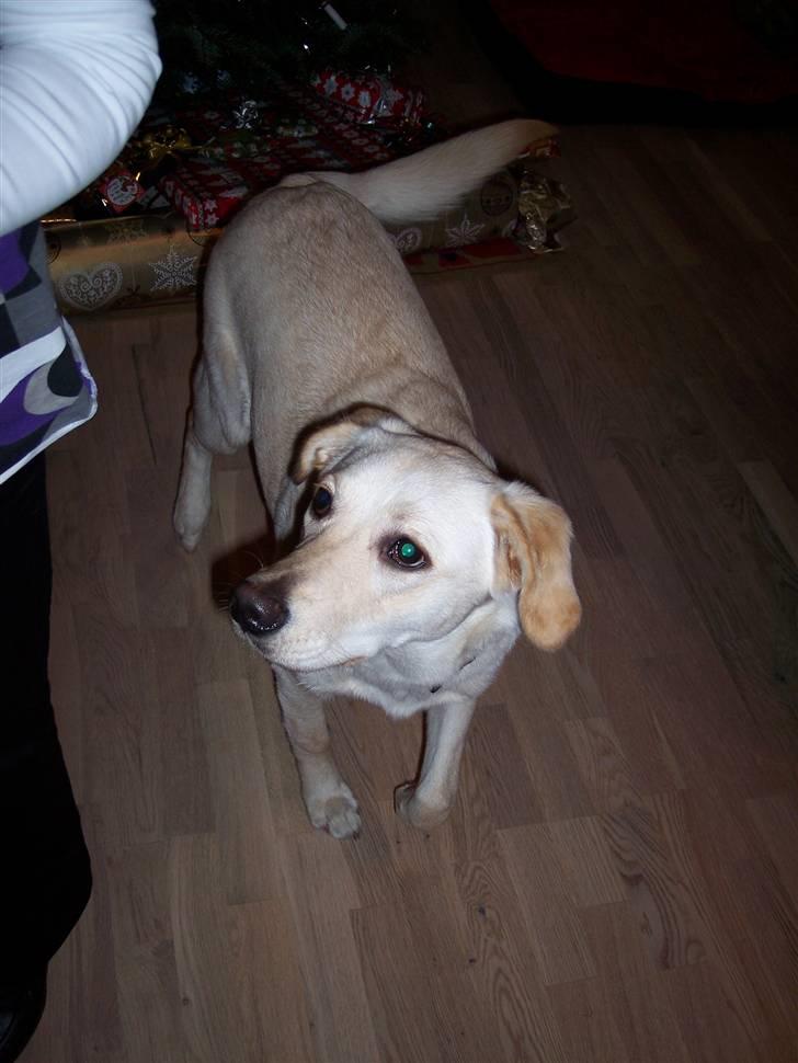 Blanding af racer Tea - Juleaften 2009 "er det noget til mig?" billede 10