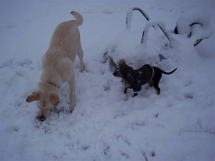 Blanding af racer Tea billede 11