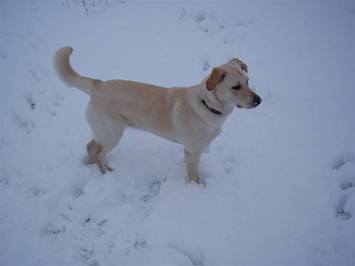 Blanding af racer Tea billede 12