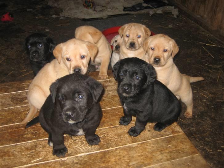 Labrador retriever Molly - Hendes dejlige hvalpe:D ´´Er vi ikke søde?´´ billede 14