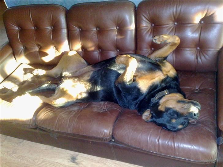 Rottweiler shiva/R.I.P billede 2