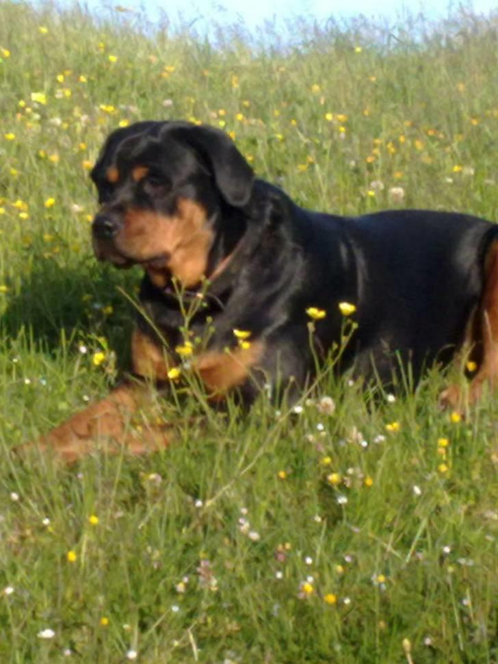 Rottweiler shiva/R.I.P billede 4