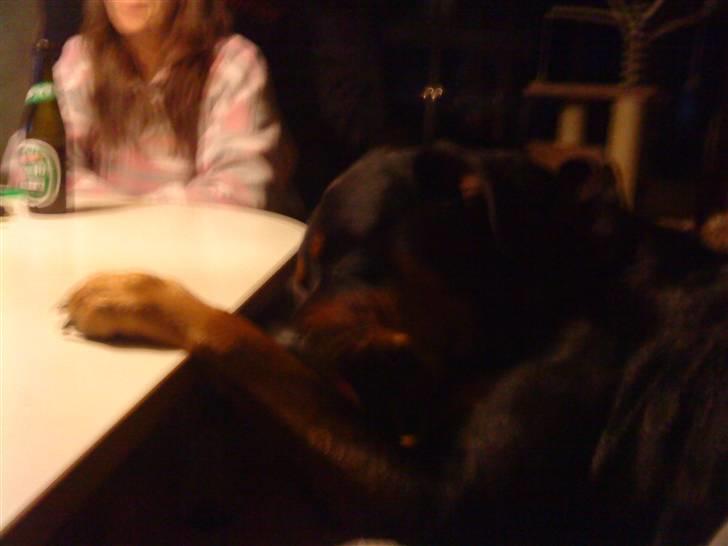 Rottweiler shiva/R.I.P billede 6