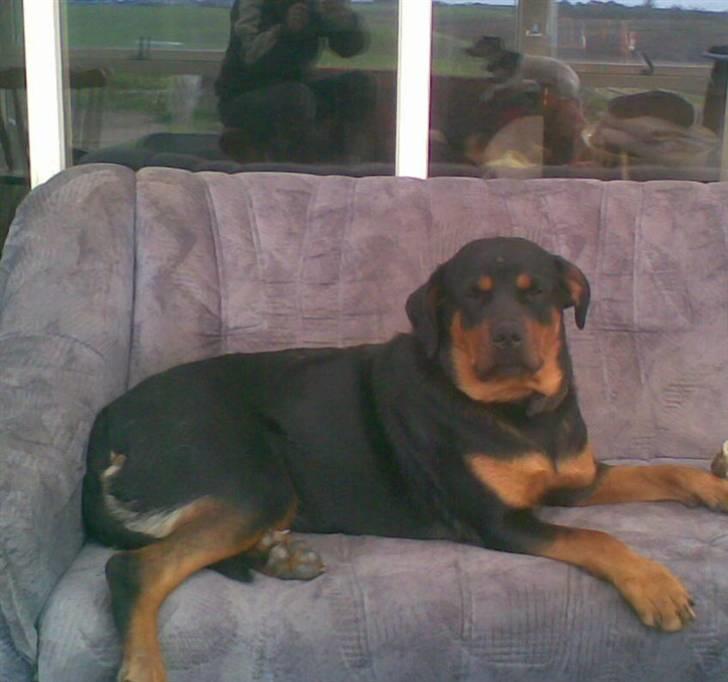 Rottweiler shiva/R.I.P billede 7