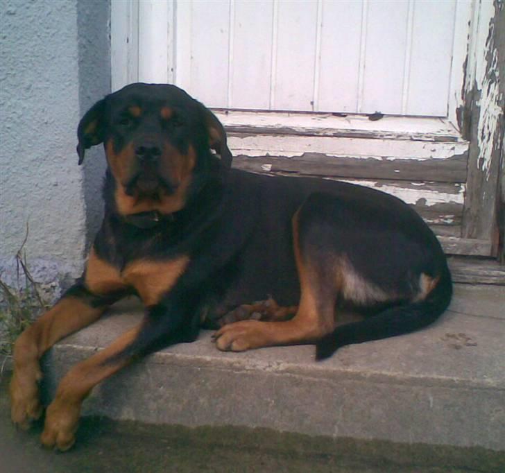 Rottweiler shiva/R.I.P billede 8