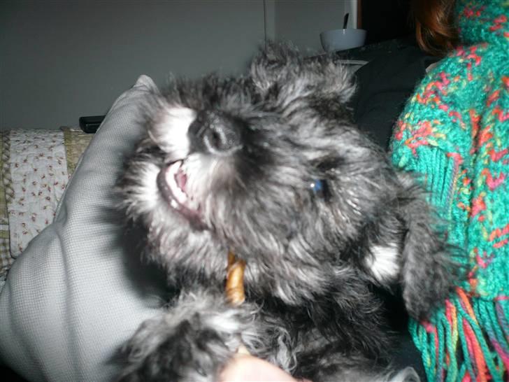 Dvaergschnauzer *FNUGGI* - Mit dejlig ben billede 17