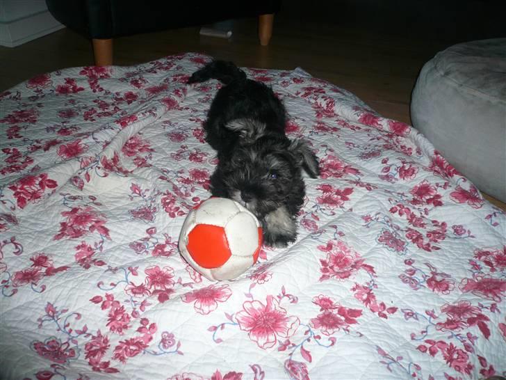 Dvaergschnauzer *FNUGGI* - leger med bold billede 18