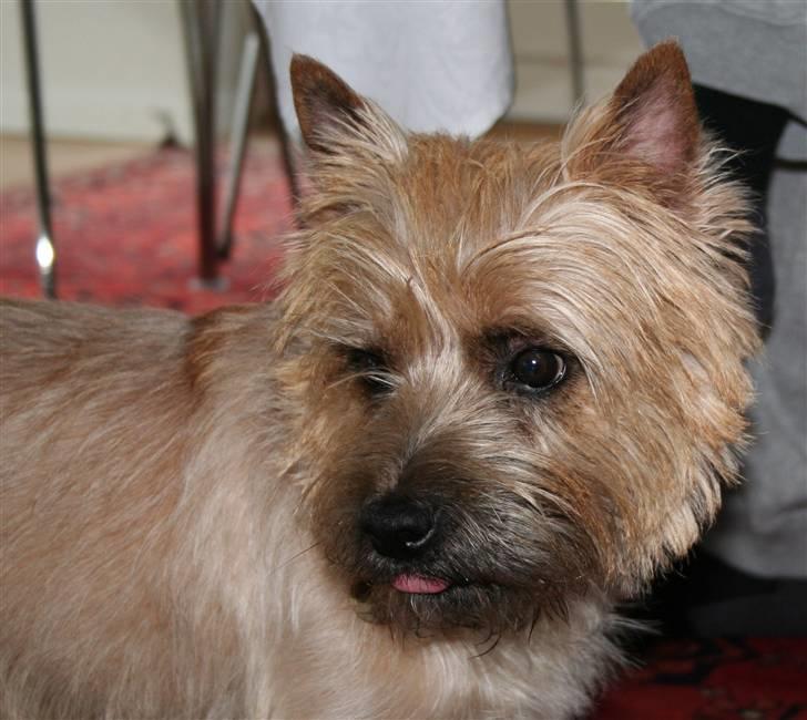 Cairn terrier Sweet Beauty Holger   - velkommen til holgers profil :D billede 1