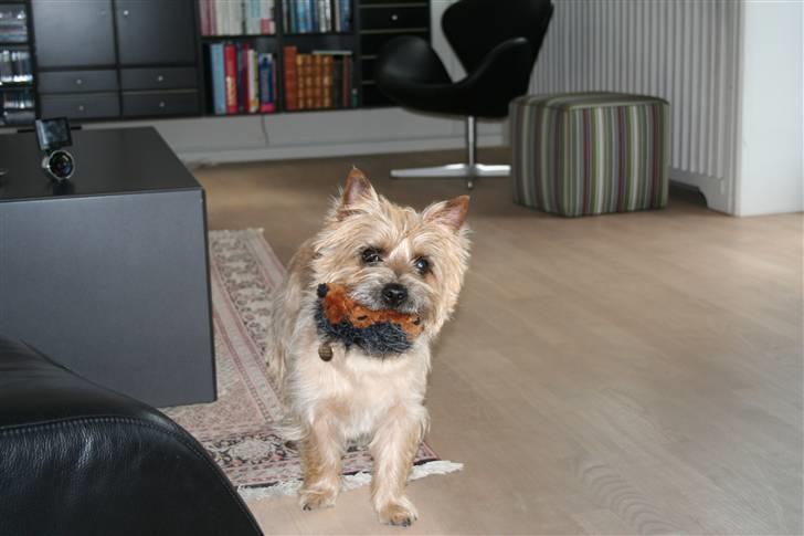 Cairn terrier Sweet Beauty Holger   - Leg nu med mig! billede 2