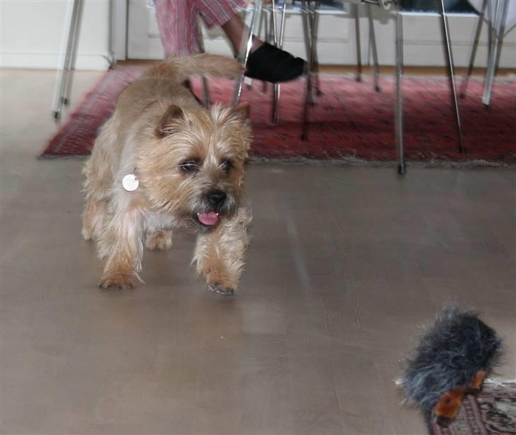 Cairn terrier Sweet Beauty Holger   - jeg elsker at lege :D billede 3