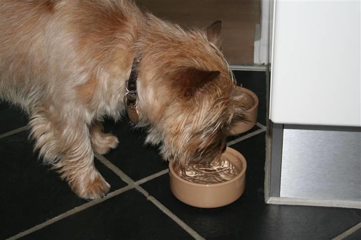 Cairn terrier Sweet Beauty Holger   - puha man bliver altså tørstig af at lege så meget (: billede 4