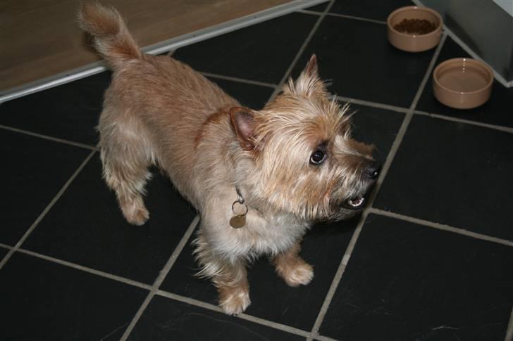 Cairn terrier Sweet Beauty Holger   - gi´ mig mere mad! (; billede 6
