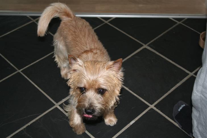 Cairn terrier Sweet Beauty Holger   billede 7