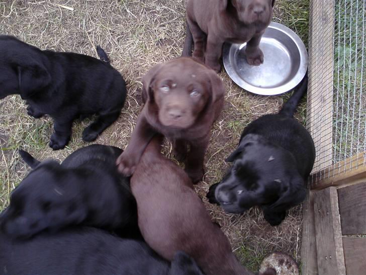 Labrador retriever Kenzo billede 1