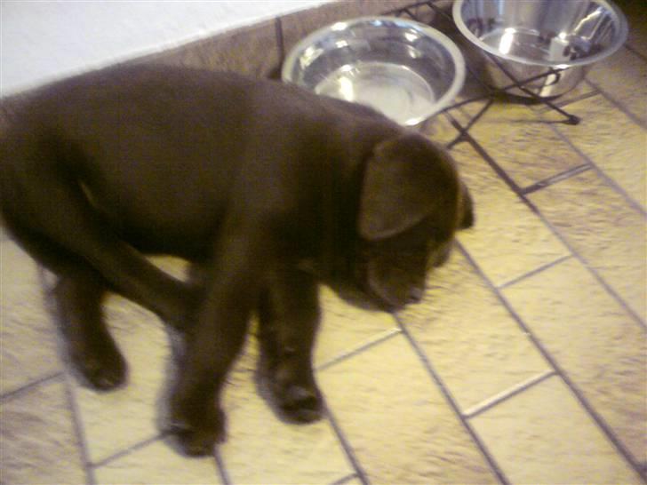 Labrador retriever Kenzo billede 2