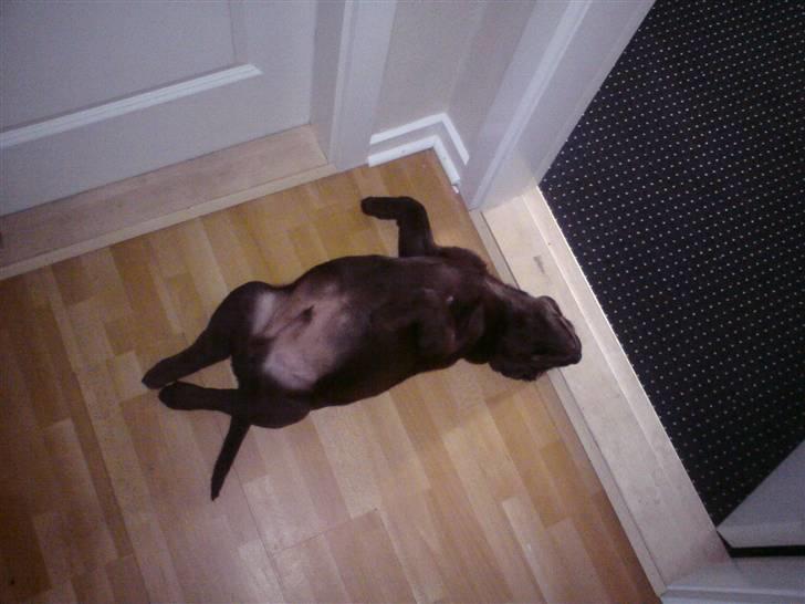 Labrador retriever Kenzo billede 3