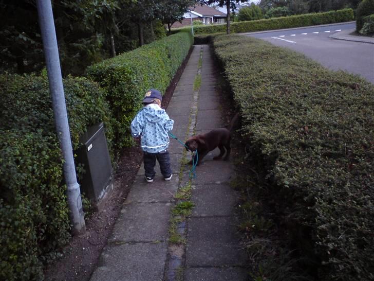 Labrador retriever Kenzo billede 4