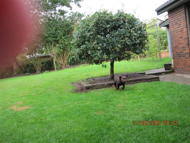 Labrador retriever Kenzo billede 5