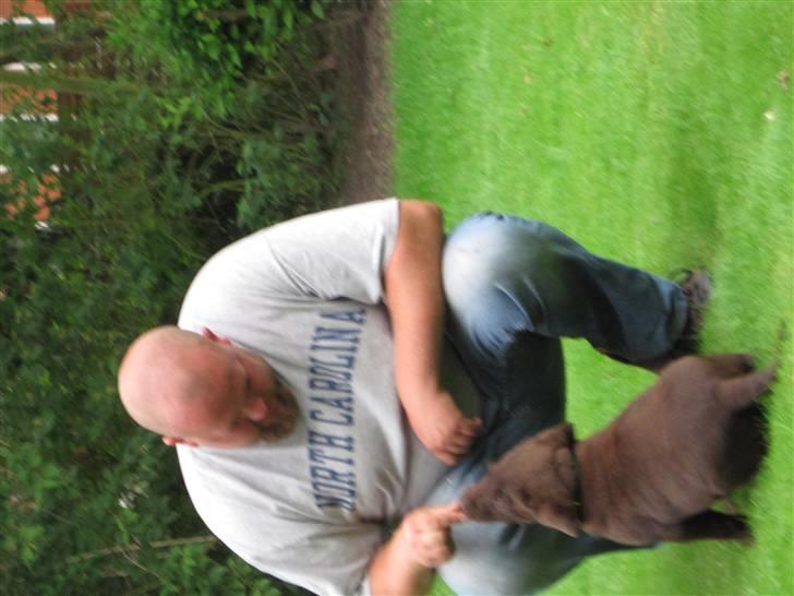 Labrador retriever Kenzo billede 6