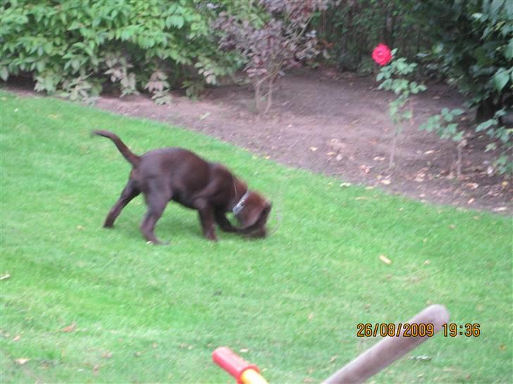 Labrador retriever Kenzo billede 7