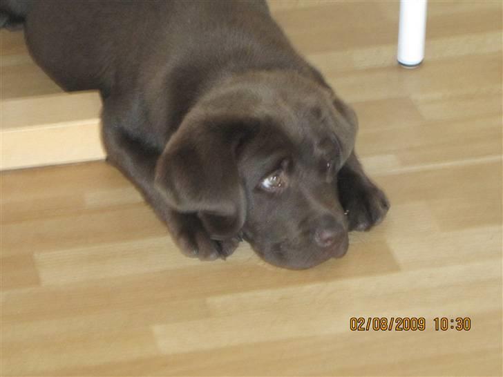 Labrador retriever Kenzo billede 8