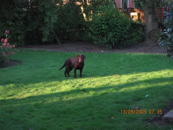 Labrador retriever Kenzo billede 9