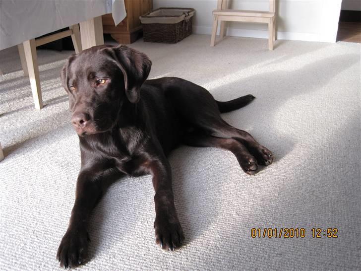 Labrador retriever Kenzo billede 10