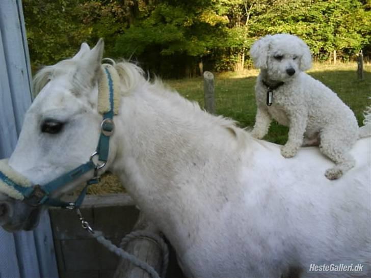 Bichon à poil frisé Niko - hoppe og ride ;D billede 13