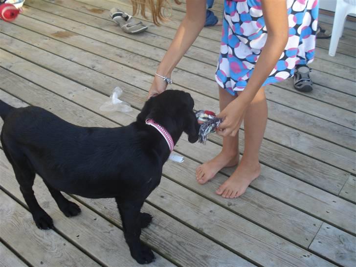 Labrador retriever malou billede 6