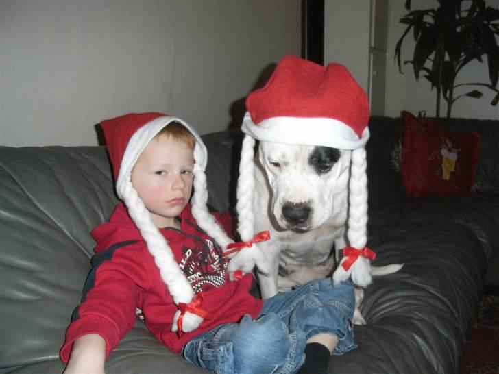 Amerikansk bulldog sheila - man er vel lidt hoven når man er nissemand billede 20