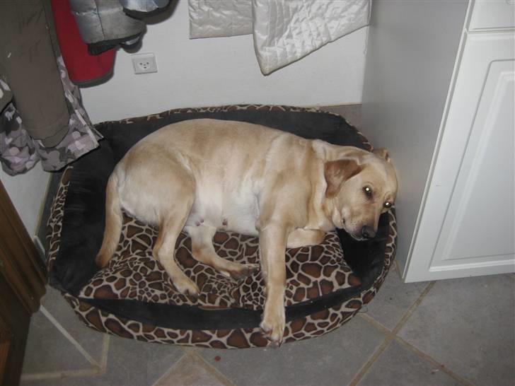 Labrador retriever Molly billede 15