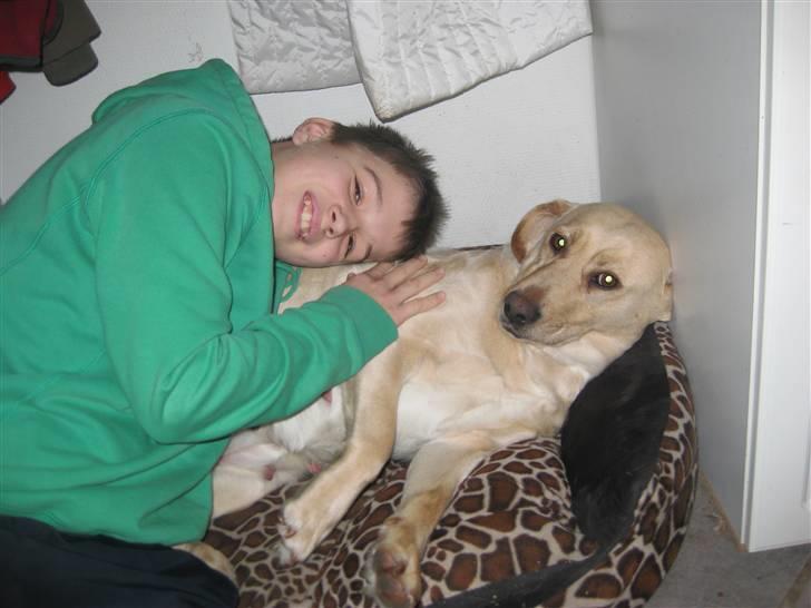 Labrador retriever Molly - Mig og min hund! billede 16