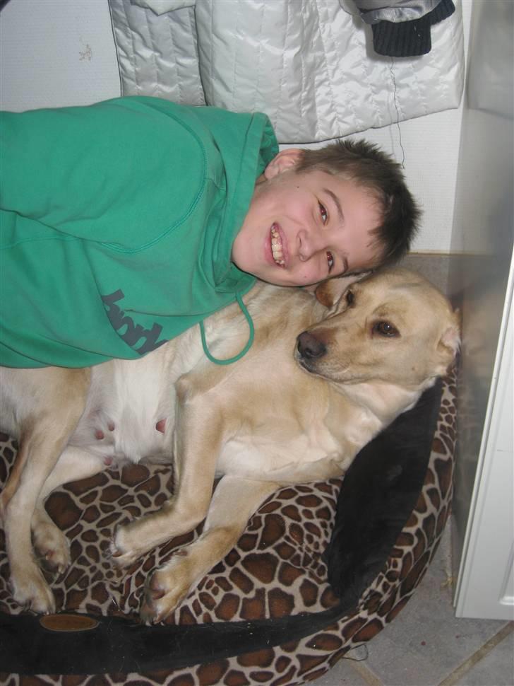 Labrador retriever Molly - Hov! Der var jeg sørmo også! billede 17