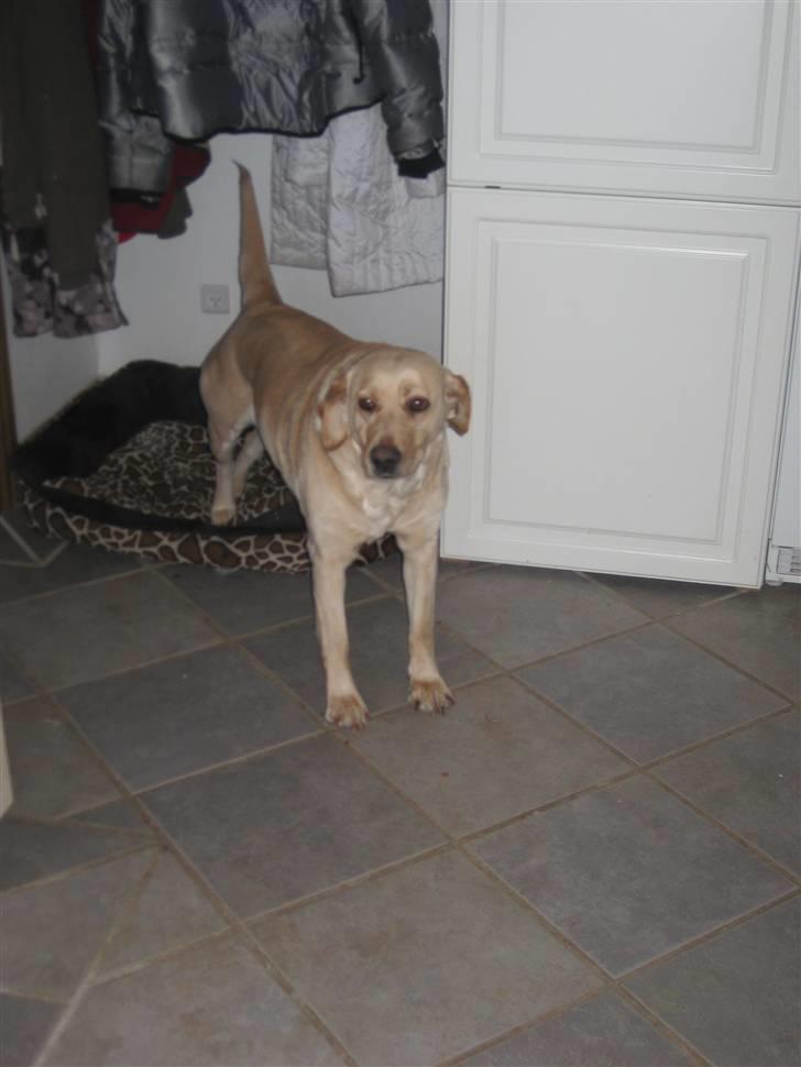 Labrador retriever Molly - Ahh, dejligt lige at strække ud efter en dejlig natsøvn! :D billede 18