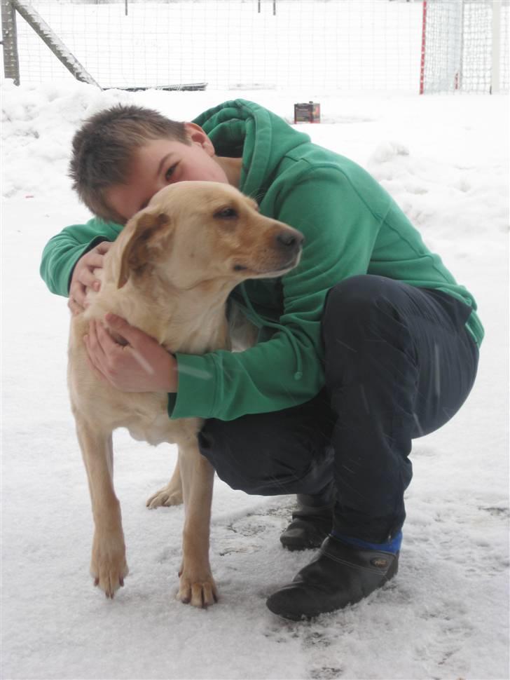 Labrador retriever Molly - MIIN MOLLY!!! billede 19