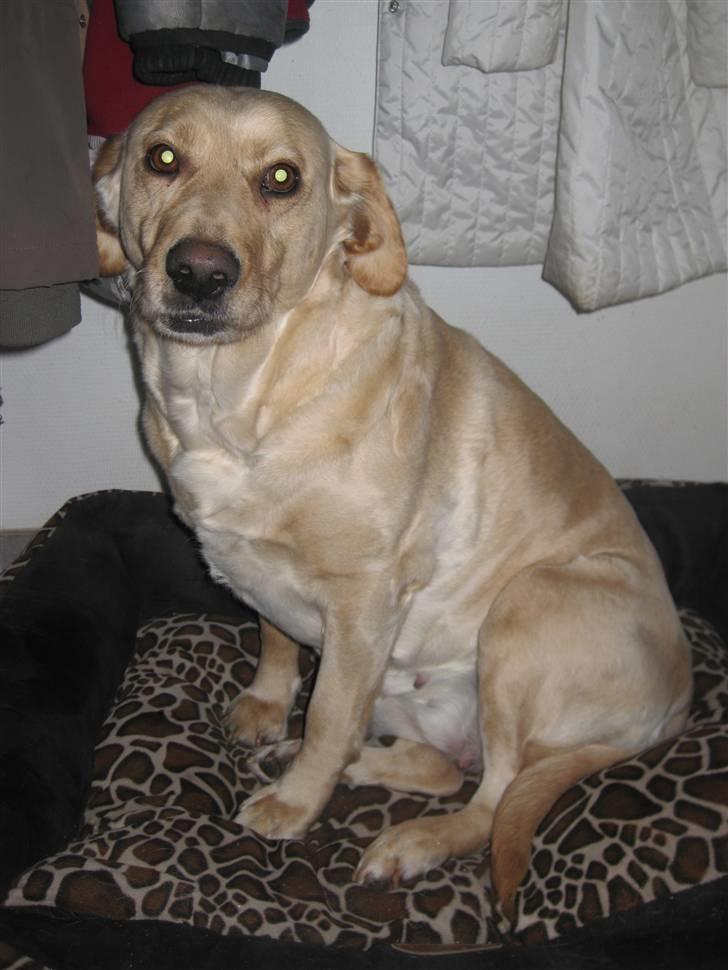 Labrador retriever Molly - ´´Er jeg ikke kær?:)´´ billede 20