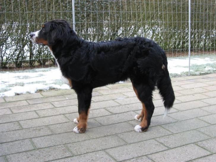 Berner sennenhund Bartley - 6 måneder fra siden,  jeg er ved og blive stor ;o)) billede 19