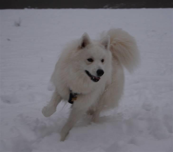 Samojedhund Simba billede 3