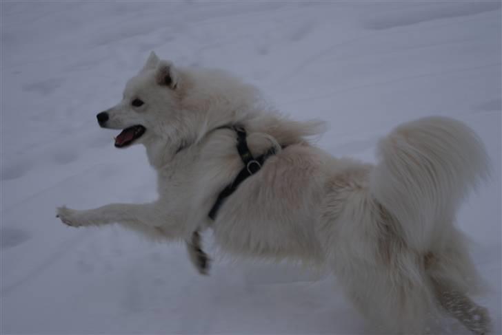 Samojedhund Simba - Lege Lege JUBII billede 4