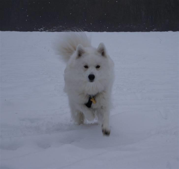 Samojedhund Simba billede 5