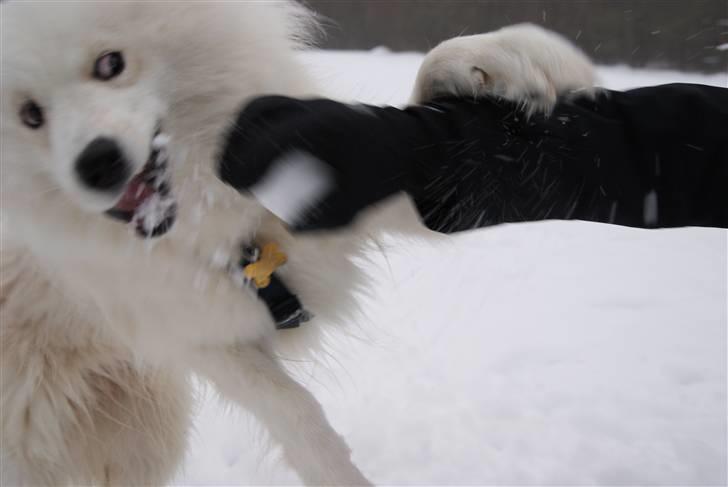 Samojedhund Simba - Giv mig så den snebold  billede 6
