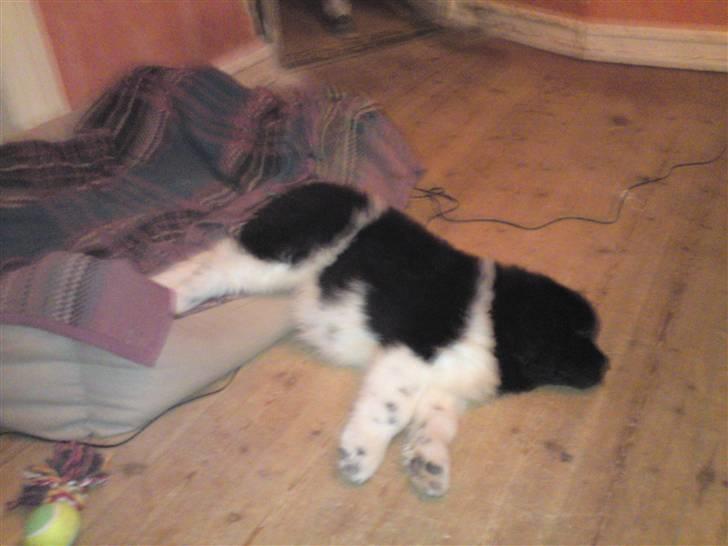 Newfoundlænder Frigg billede 1