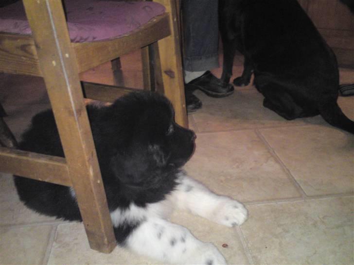 Newfoundlænder Frigg billede 2