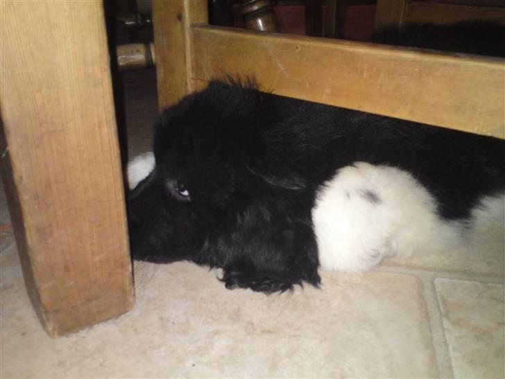 Newfoundlænder Frigg billede 3