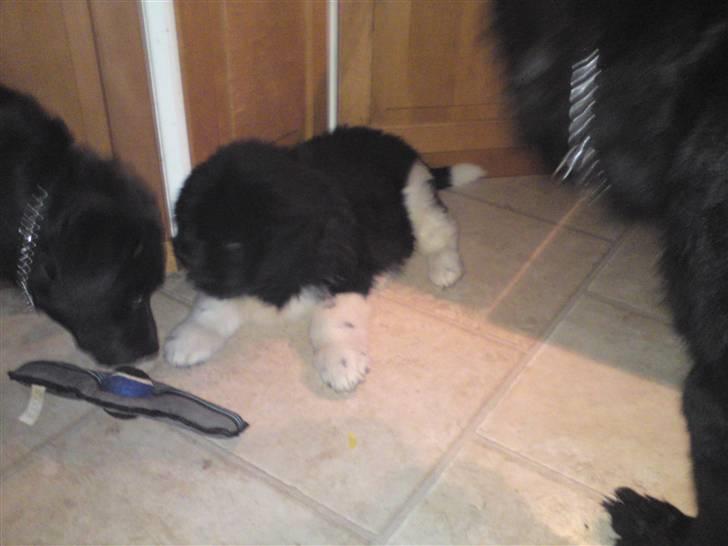 Newfoundlænder Frigg billede 4