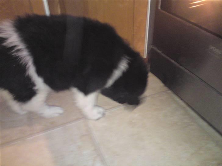 Newfoundlænder Frigg billede 5