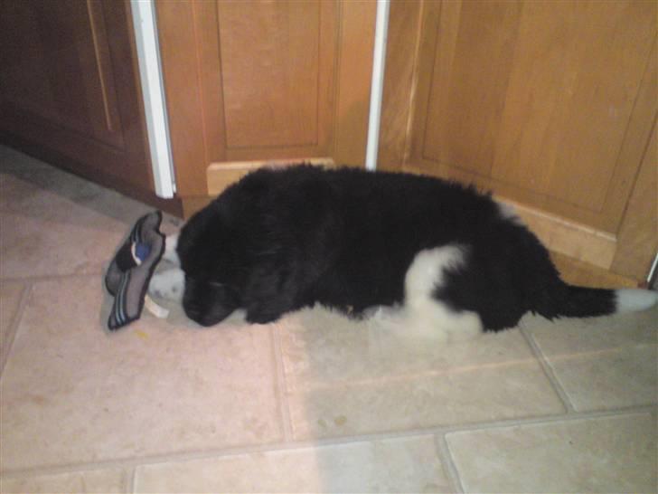 Newfoundlænder Frigg billede 6